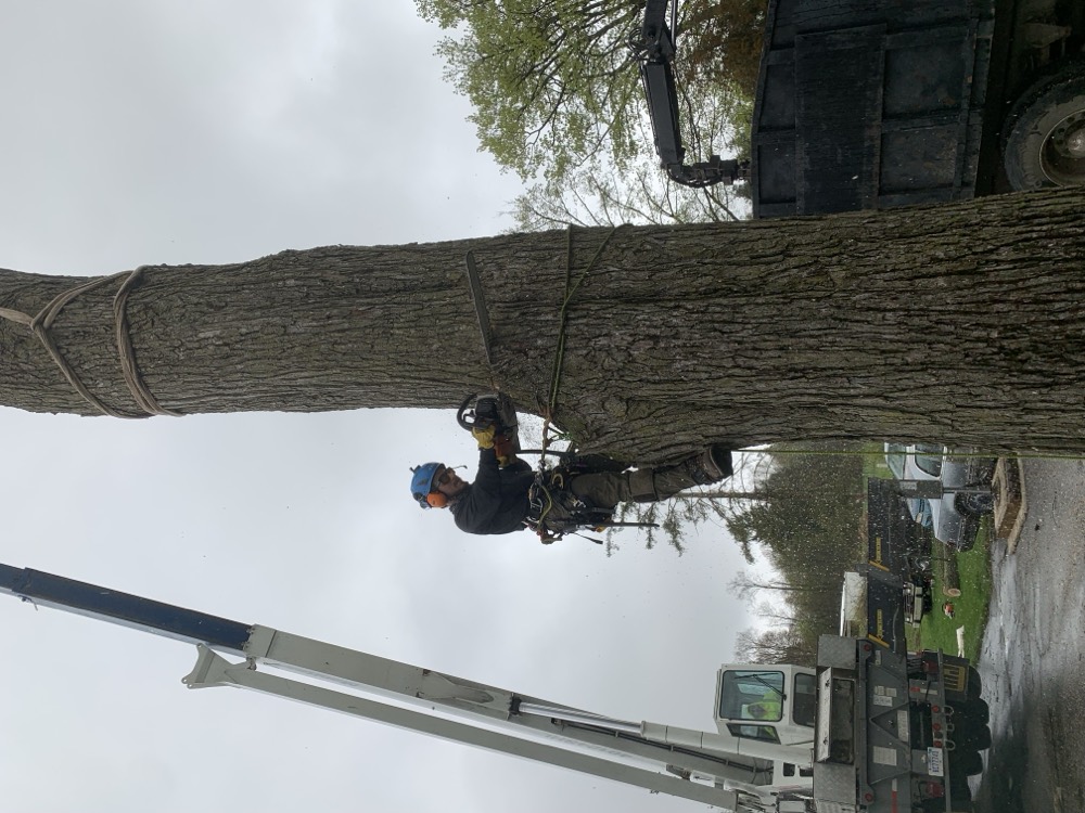 Mercer Tree Services removing a large tree section with a crane