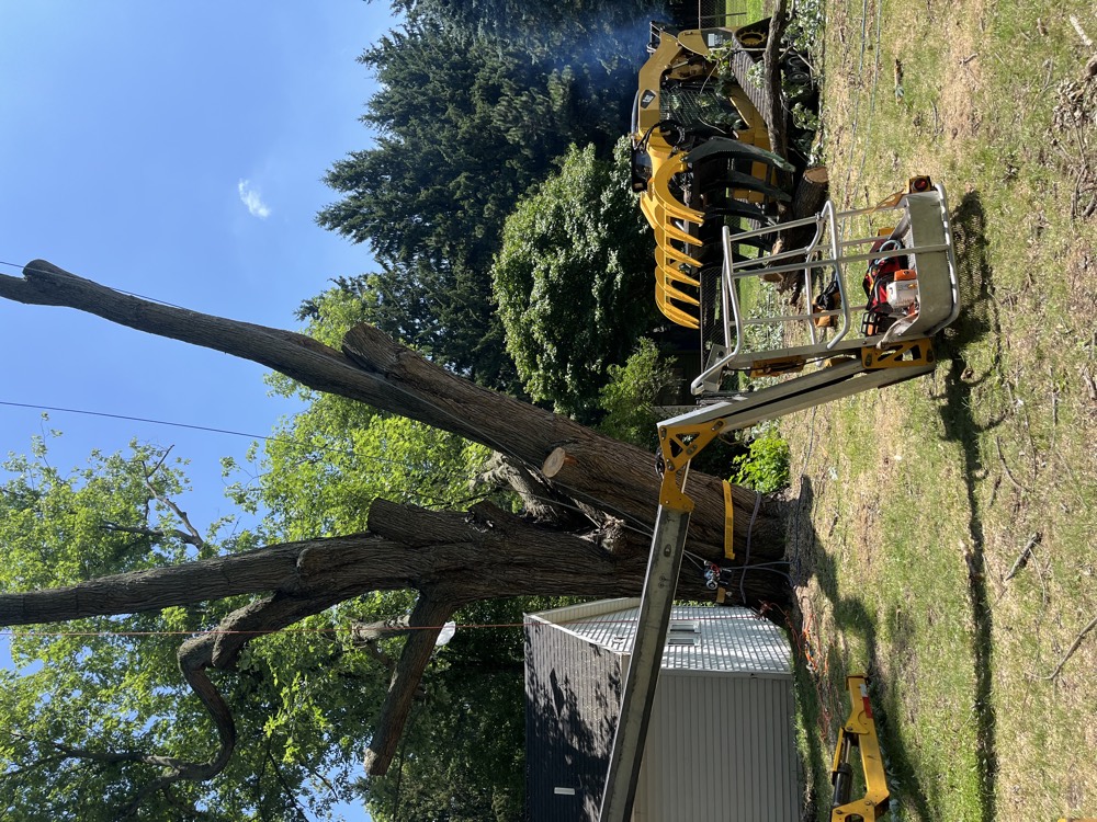 Tree removal equipment beside a large tree in a residential yard